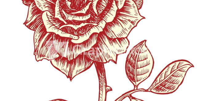 Vintage Rose Vector Free