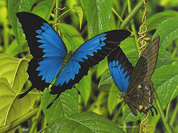 Wildlife Painting of Butterfly Wildlife Painting of Butterfly