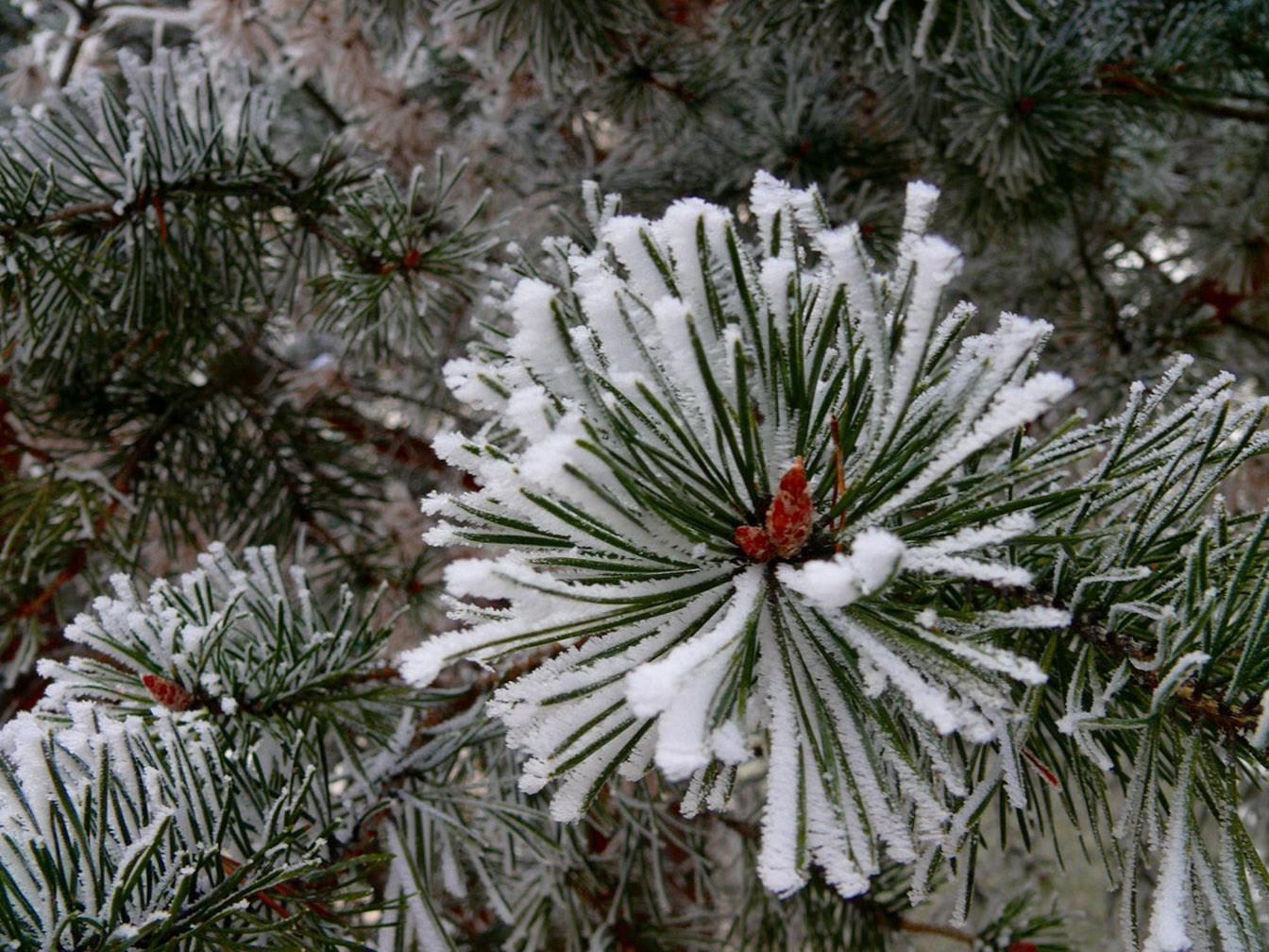 Winter Pine Trees