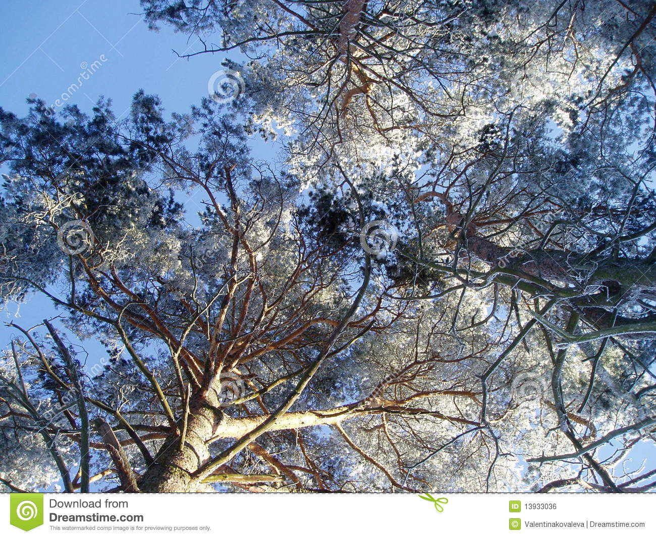 Winter Pine Trees