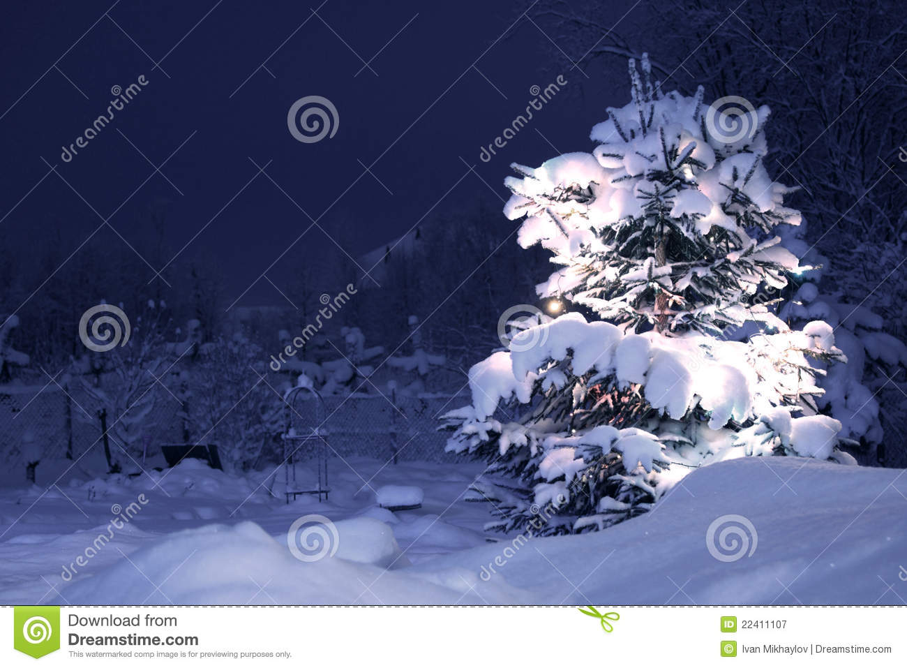 Winter Pine Trees