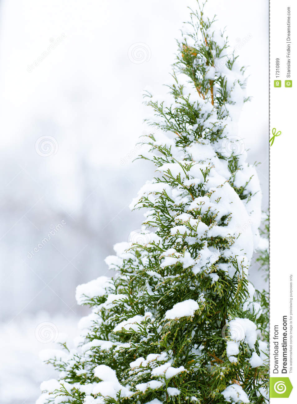 Winter Pine Trees