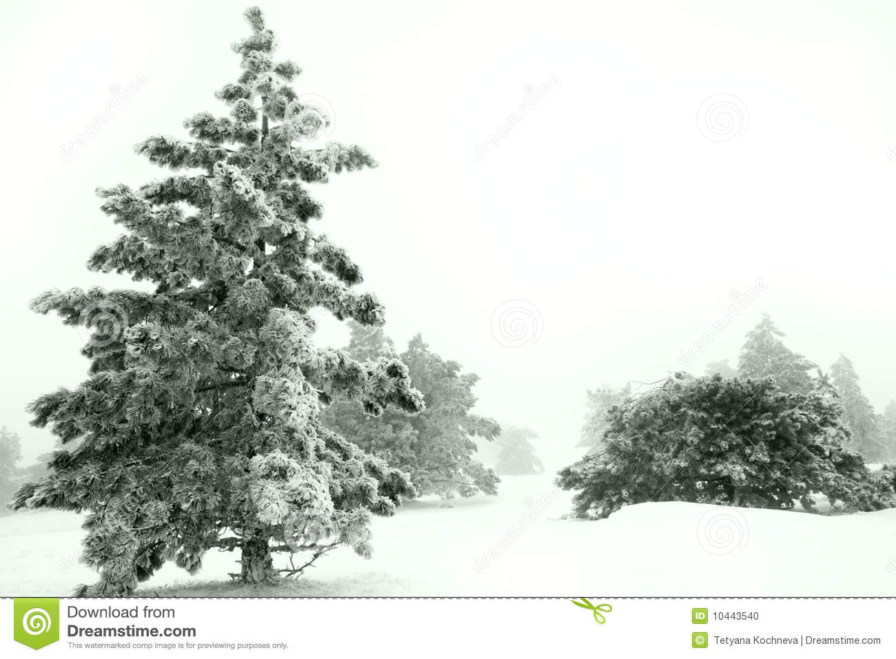 Winter Pine Trees