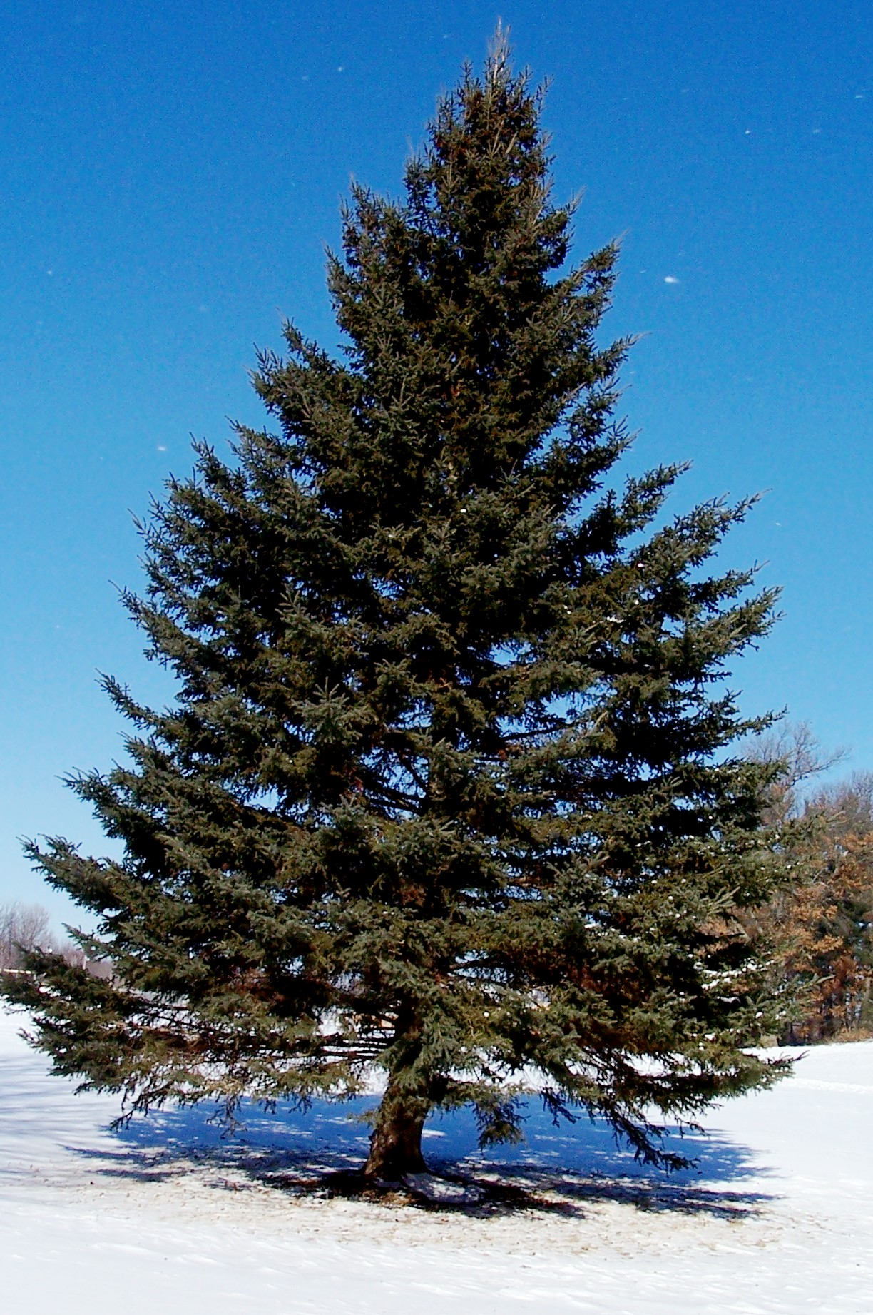 Winter Pine Trees