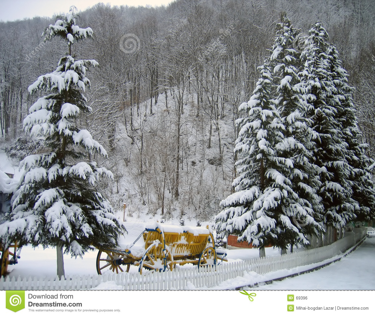 Winter Pine Trees