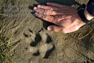 Wolf Footprints