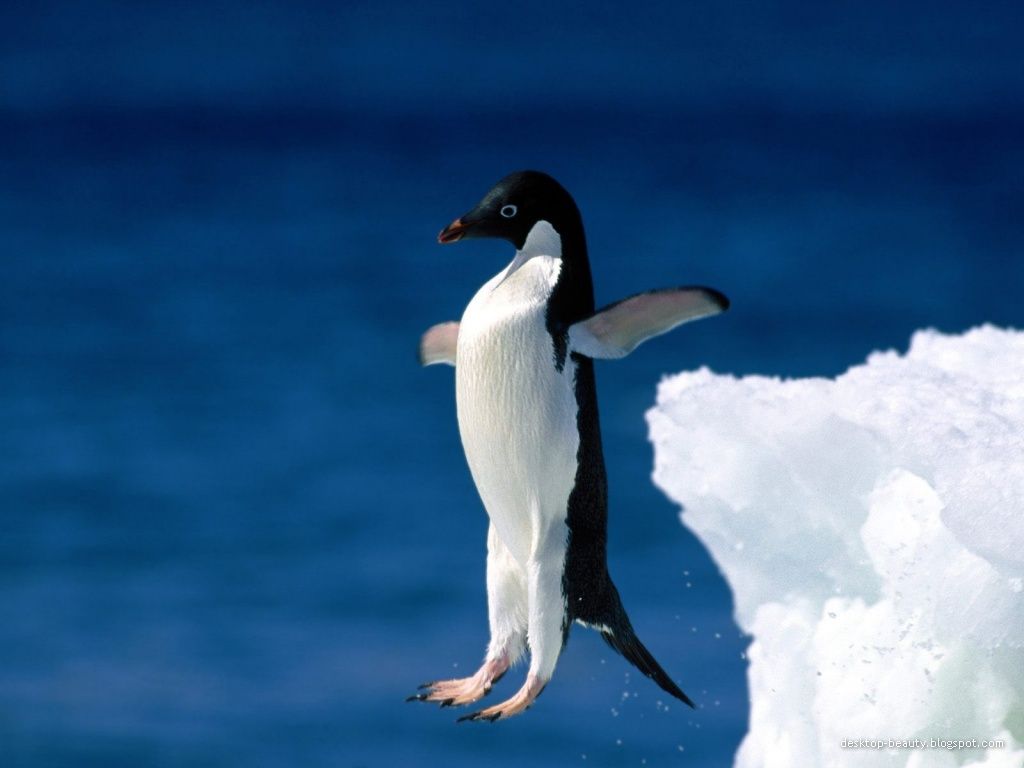 Adelie Penguin