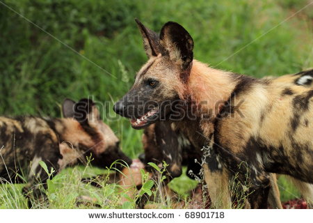 African Wild Dog Pack