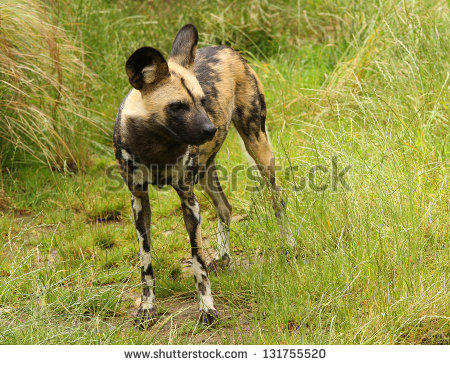 African Wild Dog Stock