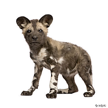 7 Wild Dog Vector Images