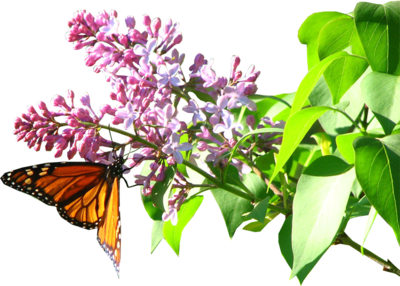 Butterfly PSD File Butterfly PSD File