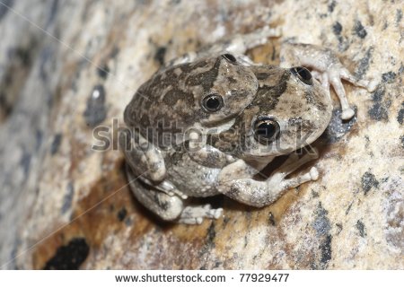 California Tree Frog