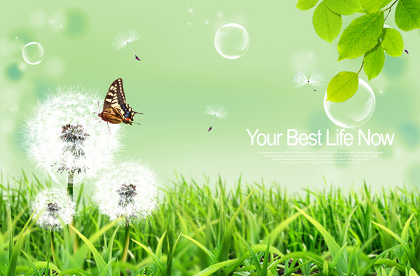 Dandelion PSD Dandelion PSD