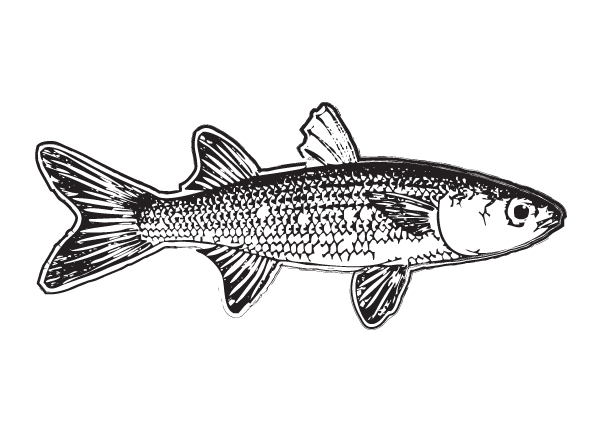 Fish Outline Vector