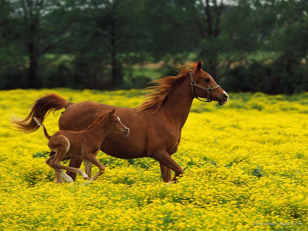 Free Horse Desktop Wallpaper