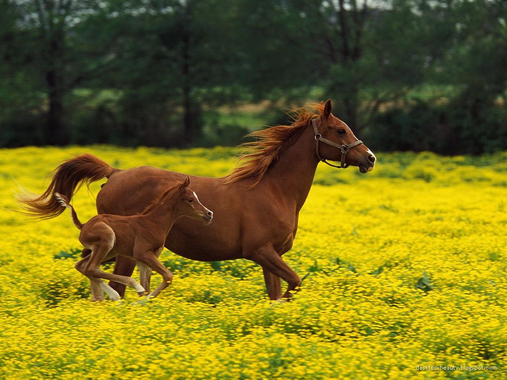 Free Horse Desktop Wallpaper Free Horse Desktop Wallpaper