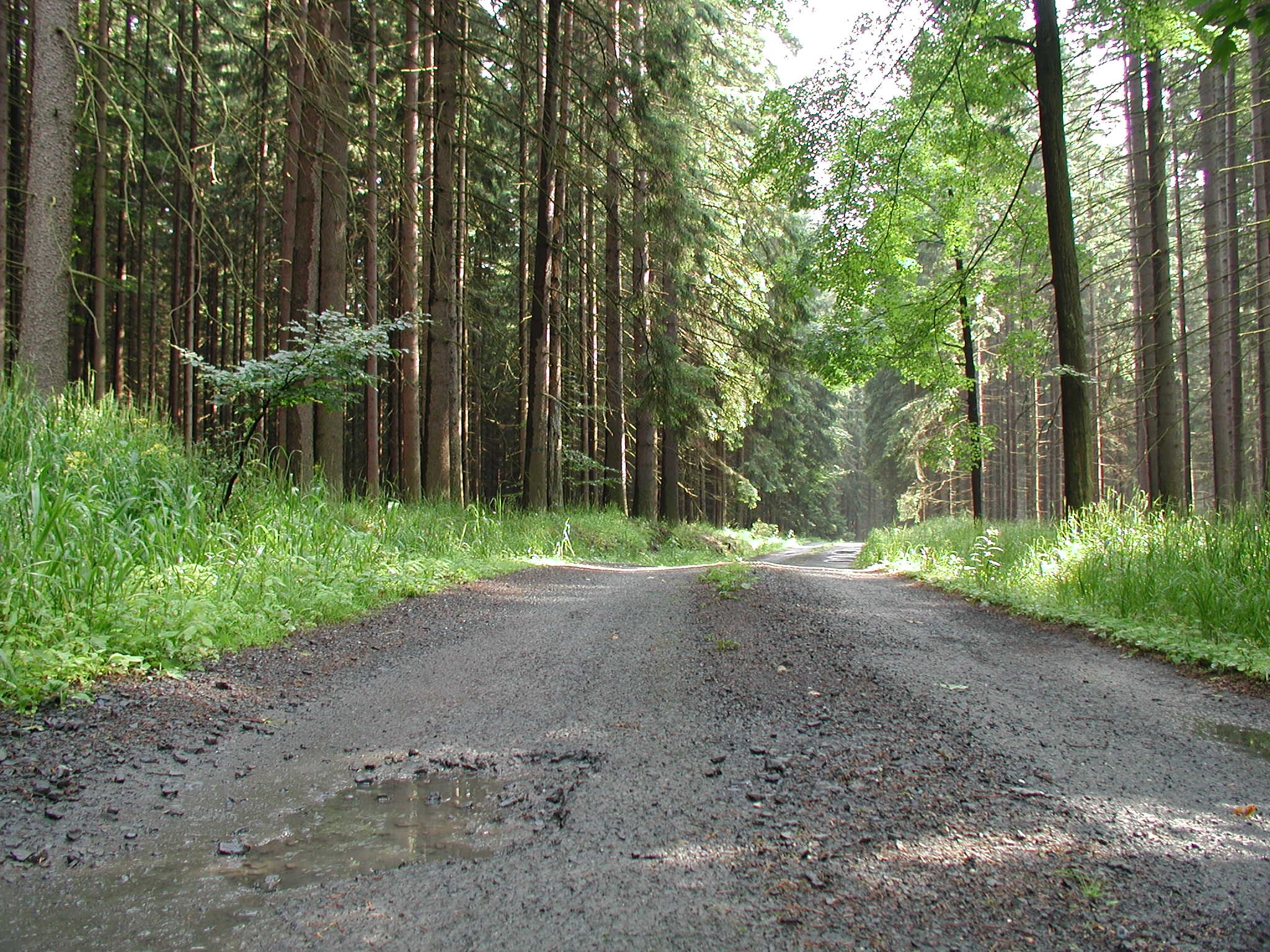 High Resolution Forest