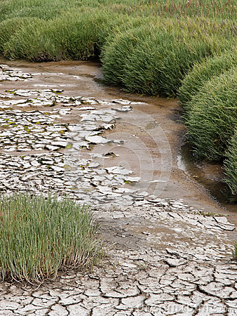 Mud Flats