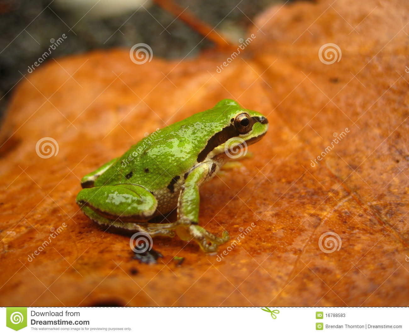 Pacific Chorus Tree Frog
