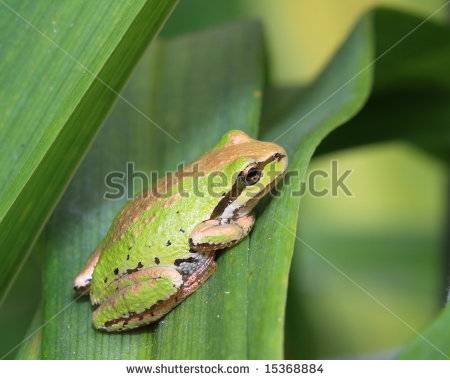 Pacific Tree Frog