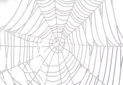 Spider Web PSD Spider Web PSD