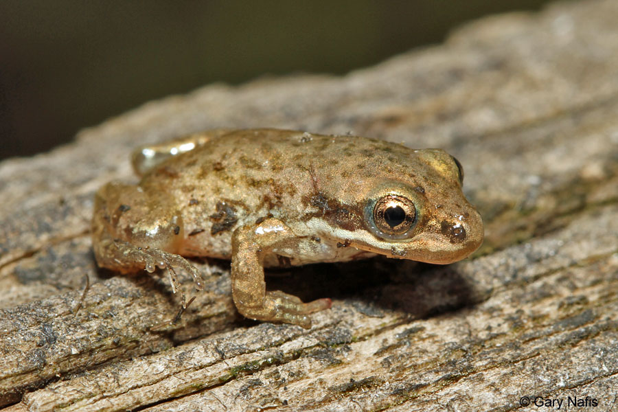 Western Chorus Frogs