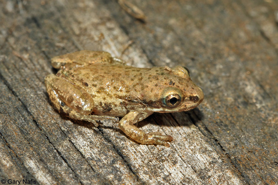 Western Chorus Frogs