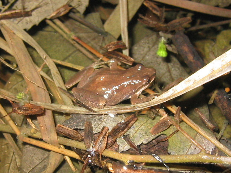 Western Chorus Frogs