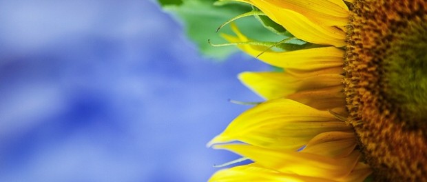 Best Royalty Free Stock Photography Sites Best Royalty Free Stock Photography Sites
