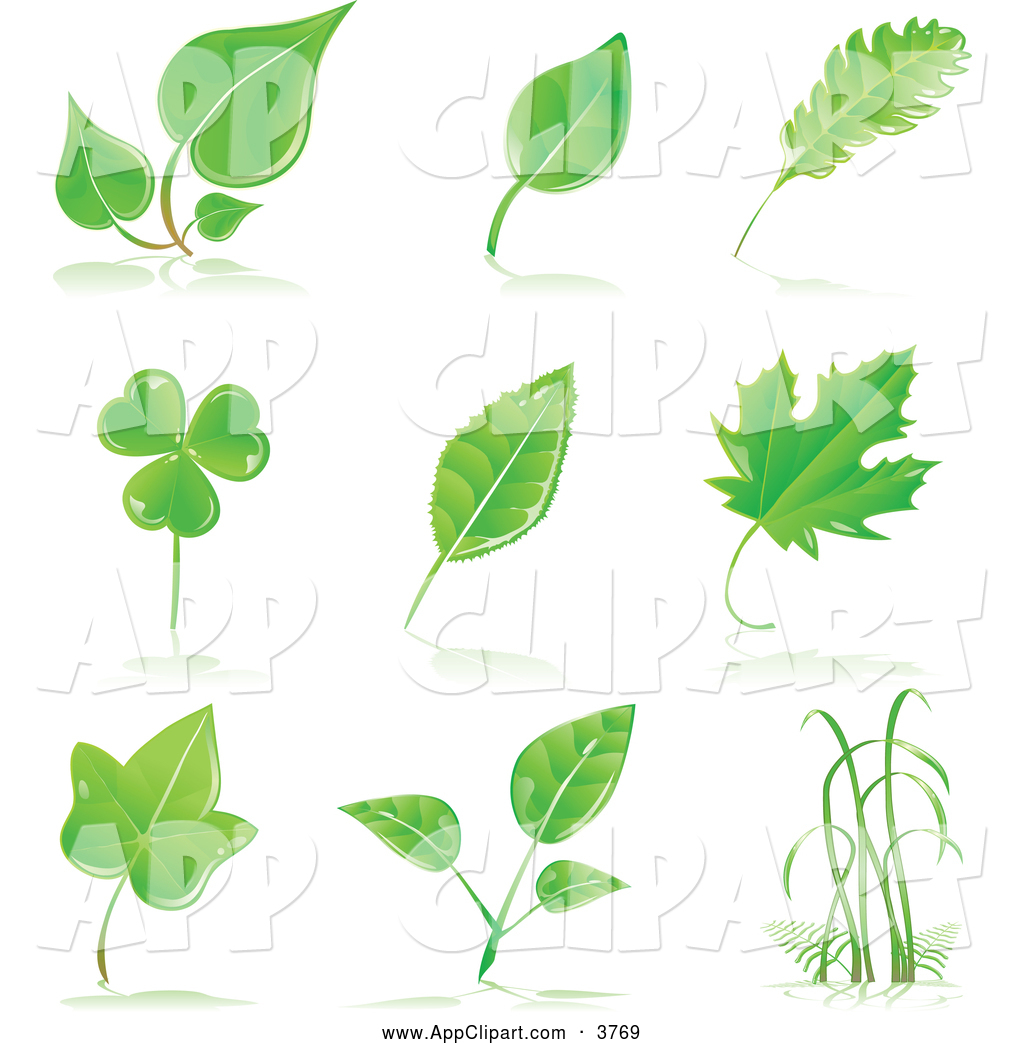 Birch Tree Leaf Clip Art