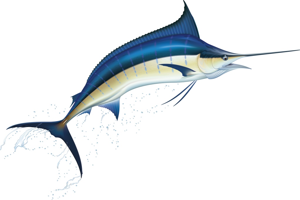 Blue Marlin Vector
