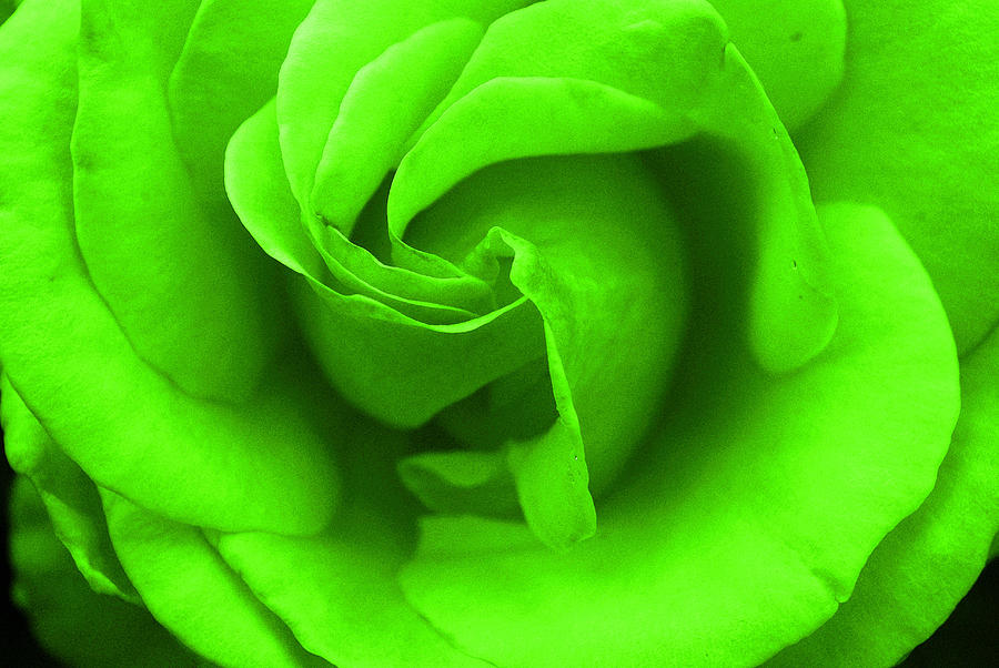 Neon Green Roses
