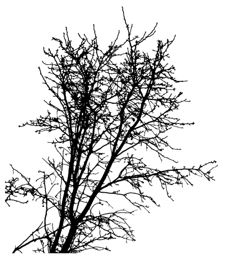 Tree Silhouette Free Vectors