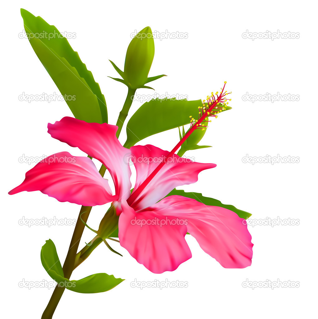 Tropical Hibiscus Flower Plant