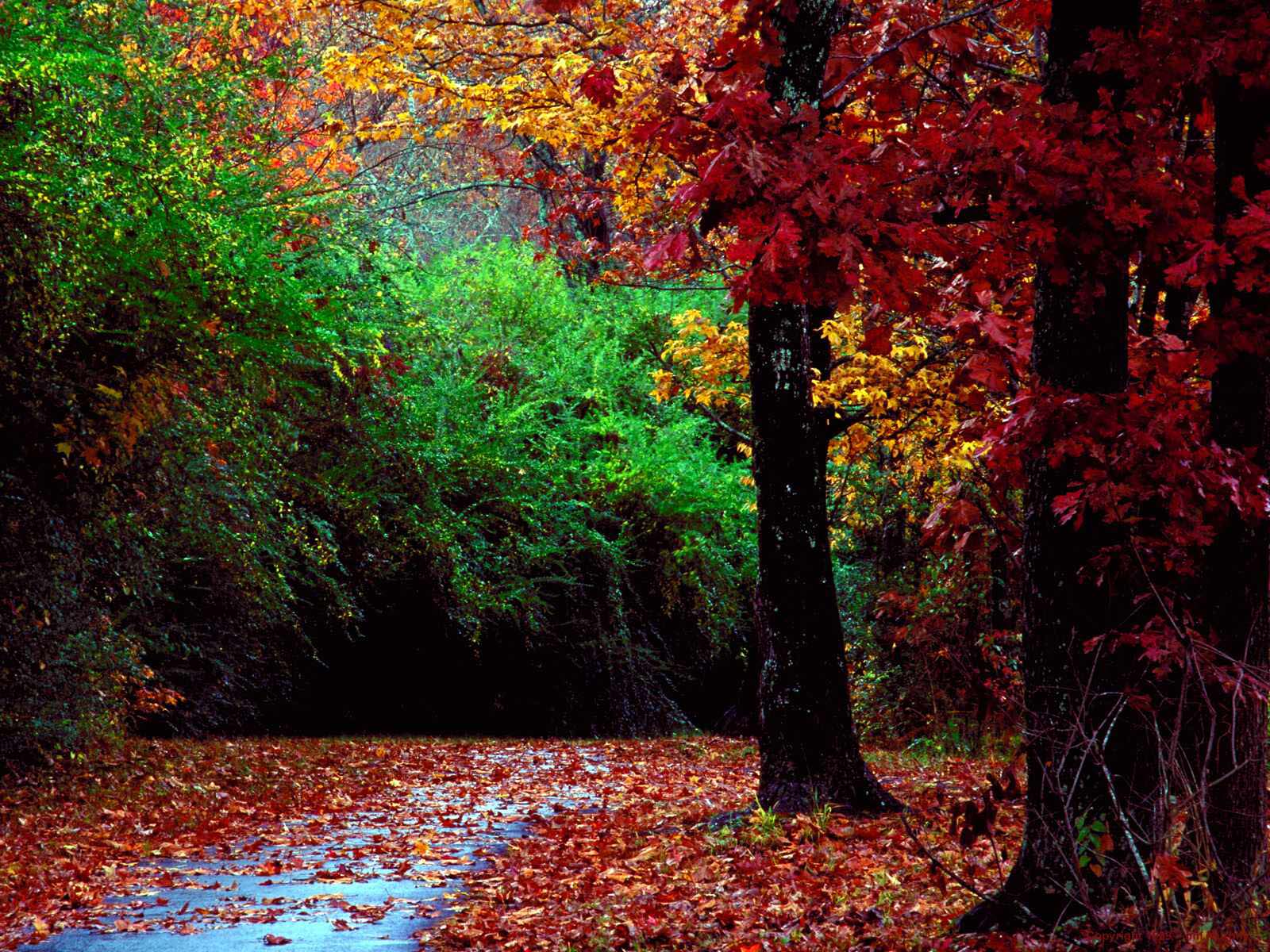 Autumn Forest Landscape