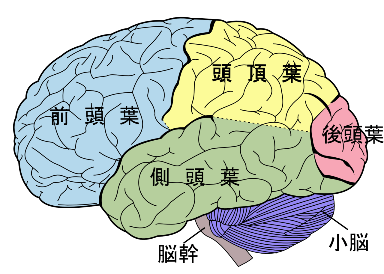 Brain Diagram