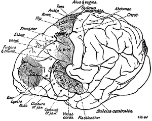 Chimpanzee Brain Diagram