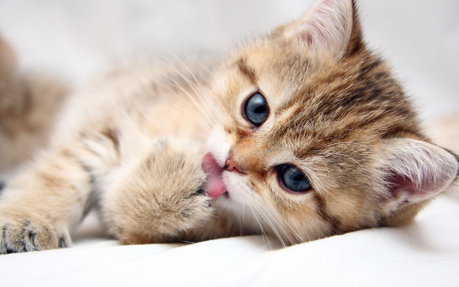 Cute Kitten Cat