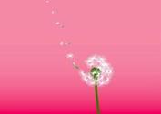 Dandelion Vector