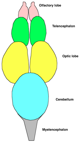 Fish Brain Diagram