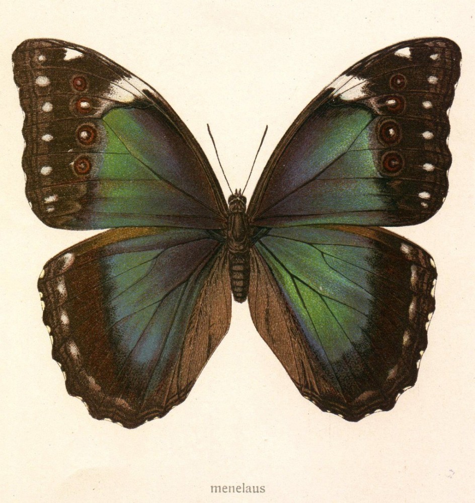 Free Printable Butterfly Art Free Printable Butterfly Art