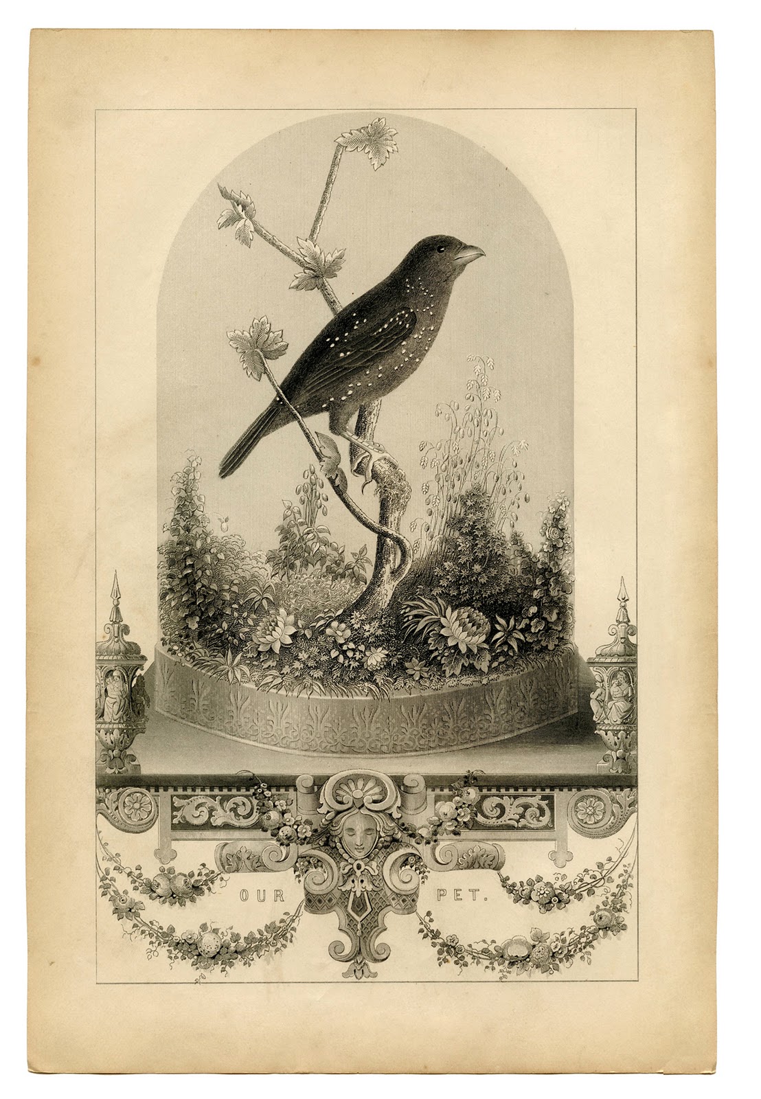 Free Printable Vintage Birds Graphics Free Printable Vintage Birds Graphics