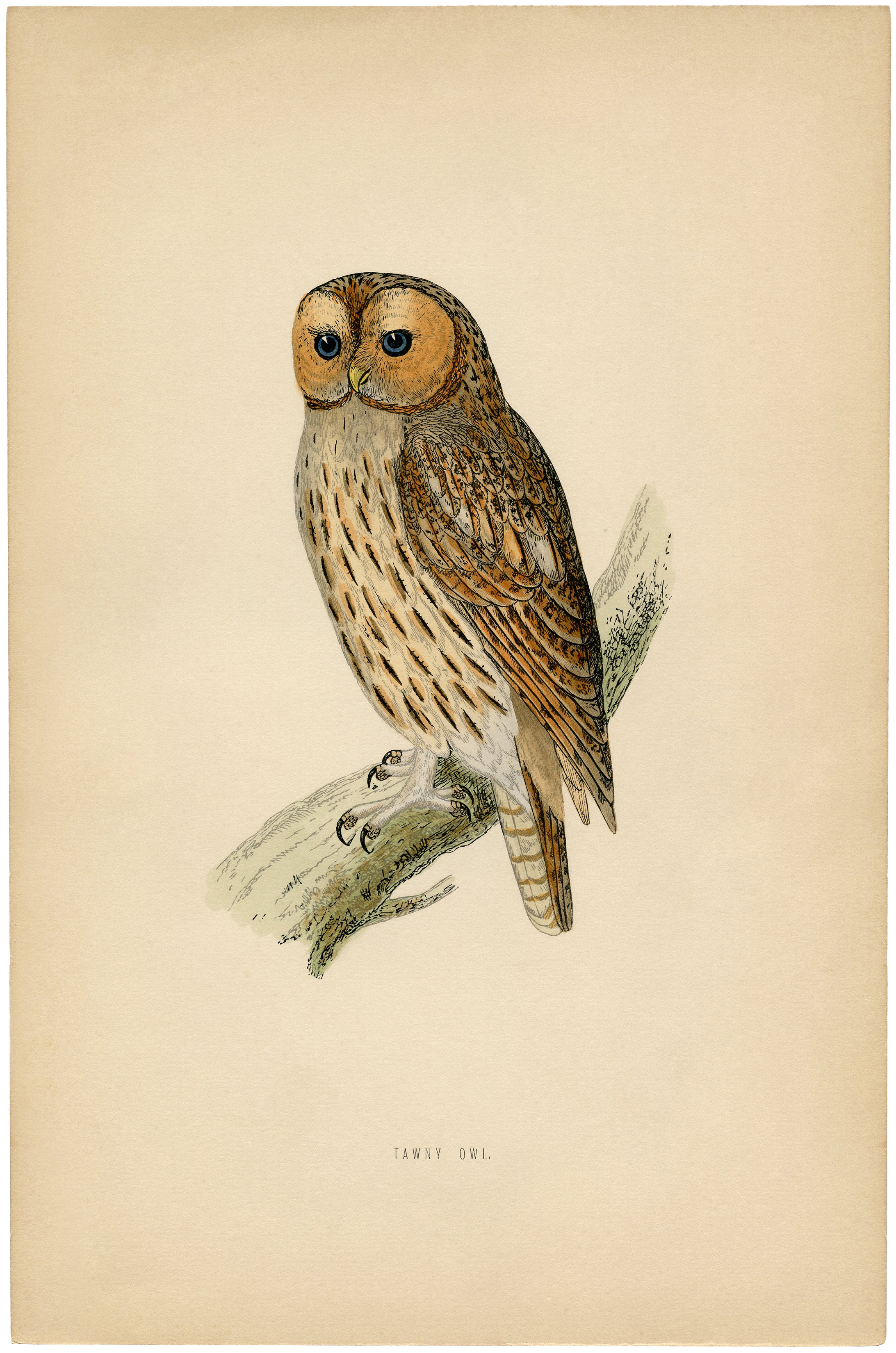 Free Vintage Printables Owl Free Vintage Printables Owl