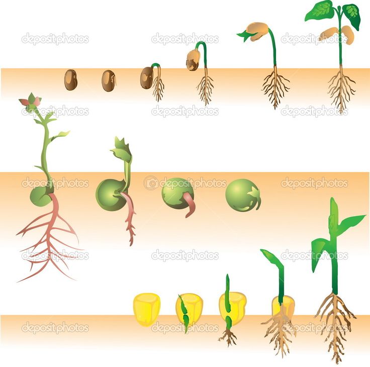 Growing Plant Illustration