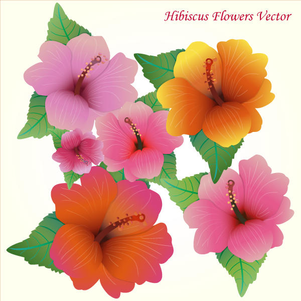Hibiscus Flower Vector Art
