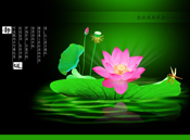 High Definition Lotus Flower