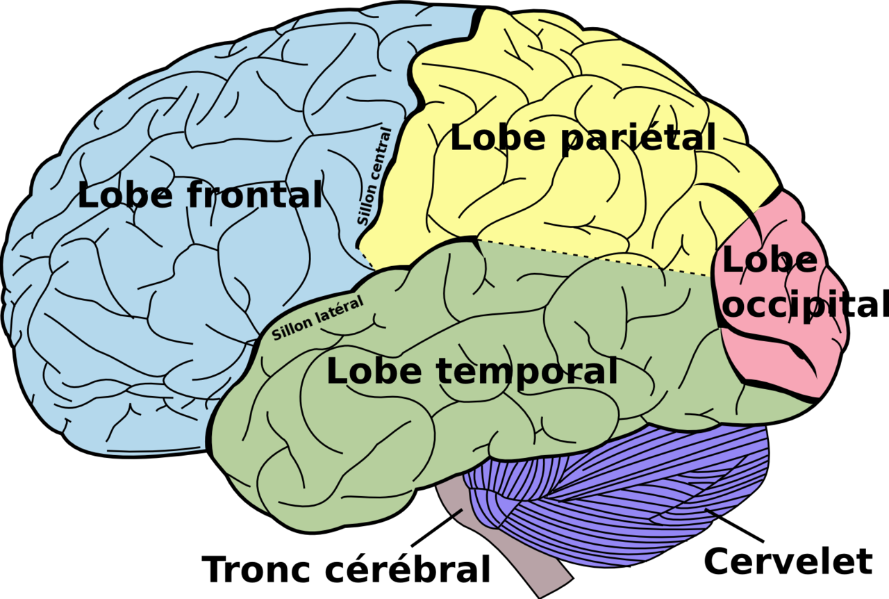 Human Brain Mapping
