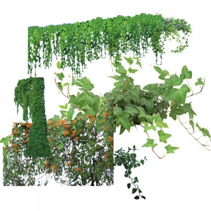 Photoshop Vine Plant Photoshop Vine Plant