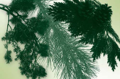 Pine Tree Photoshop Brushes