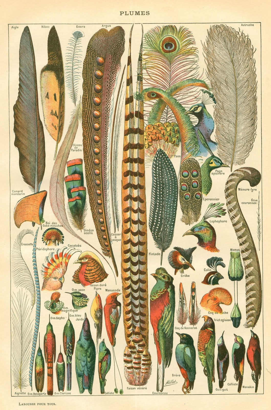 Vintage Feather Art Vintage Feather Art